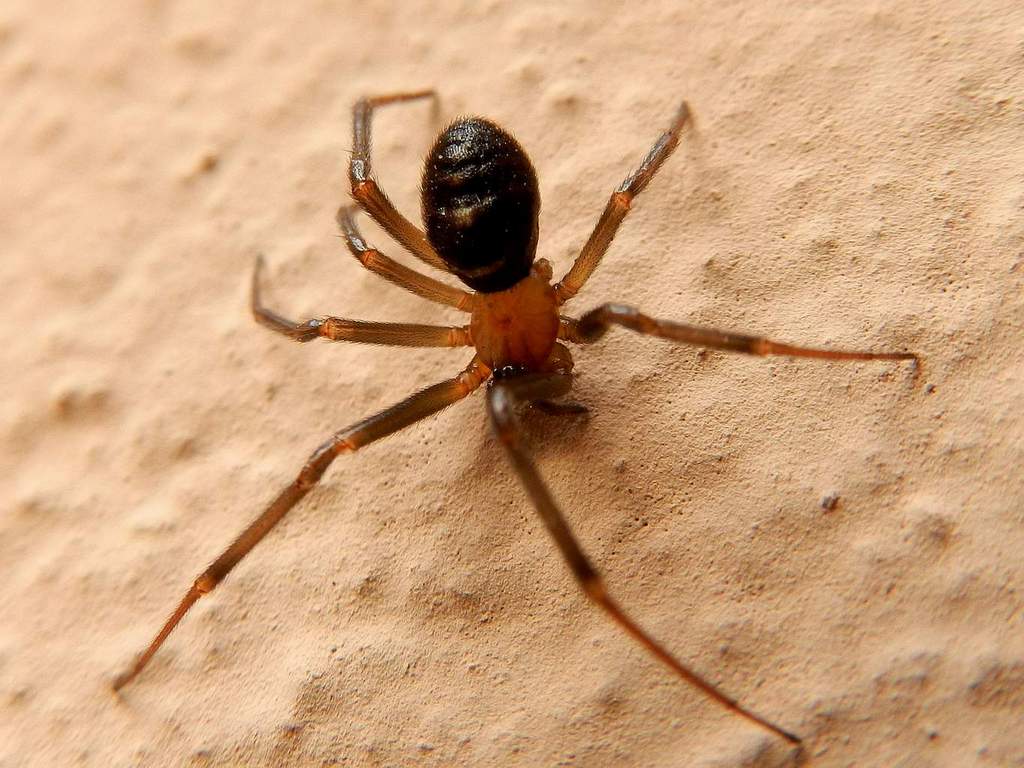 Theridiidae: Steatoda grossa - Venezia Lido